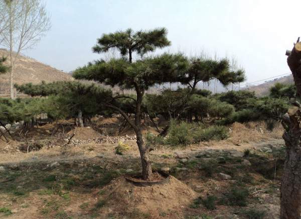 造型黑松樹哪里便宜？哪家的質(zhì)量好？