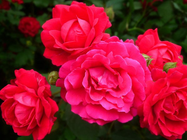 哪里有薔薇花苗賣(mài)？薔薇花苗批發(fā)