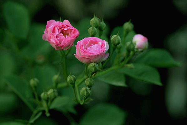 哪里有薔薇花苗賣(mài)？薔薇花苗批發(fā)