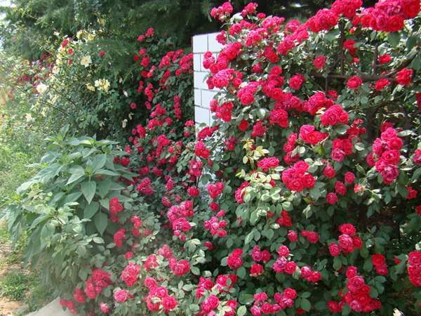 哪里有薔薇花苗賣(mài)？薔薇花苗批發(fā)