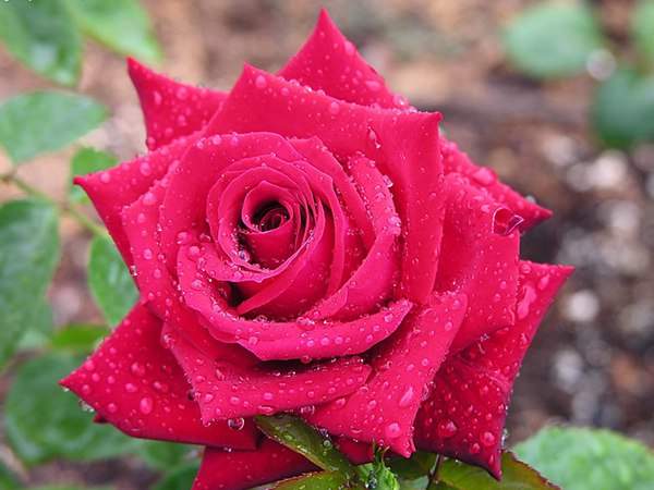 哪里有薔薇花苗賣(mài)？薔薇花苗批發(fā)