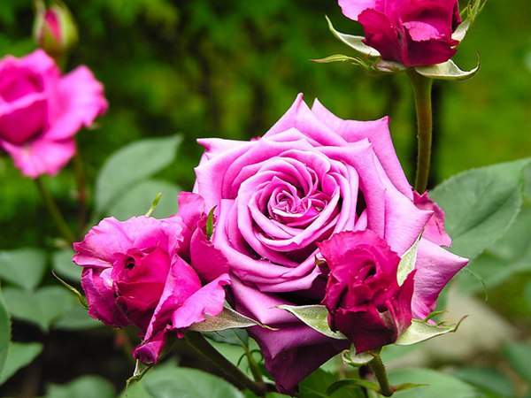 哪里有薔薇花苗賣(mài)？薔薇花苗批發(fā)