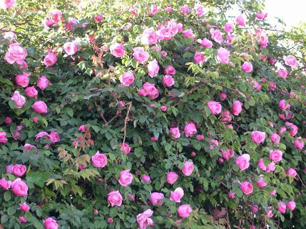 哪里有薔薇花苗賣(mài)？薔薇花苗批發(fā)