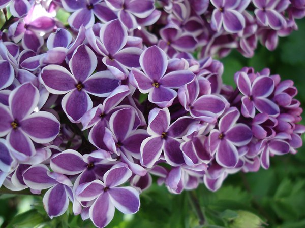 丁香花的花語(yǔ)是什么？