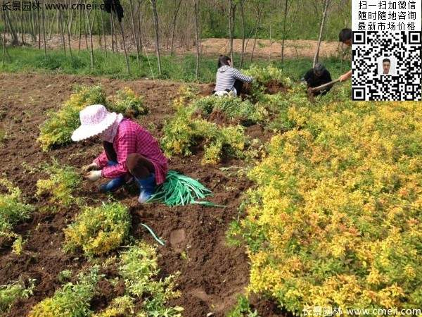 金山繡線(xiàn)菊?qǐng)D片