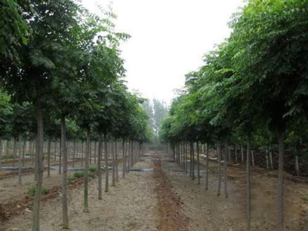 欒樹(shù)花 欒樹(shù)花