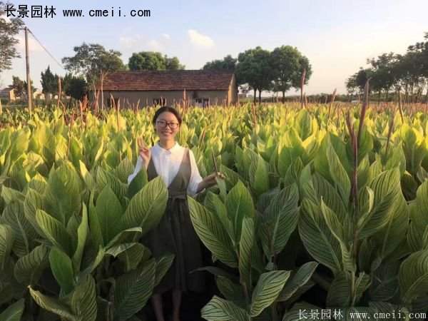 低價格，高質量的美人蕉