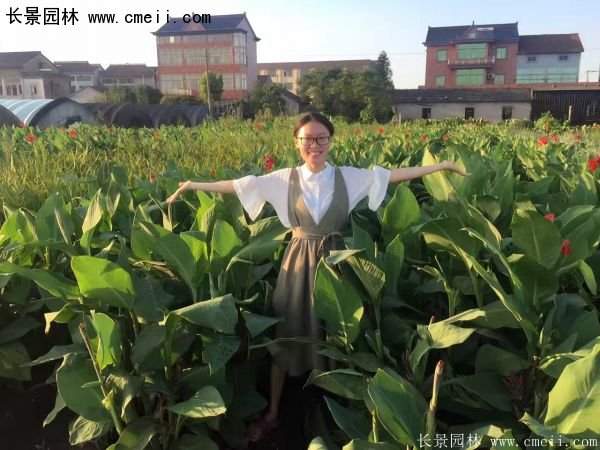 低價格，高質量的美人蕉