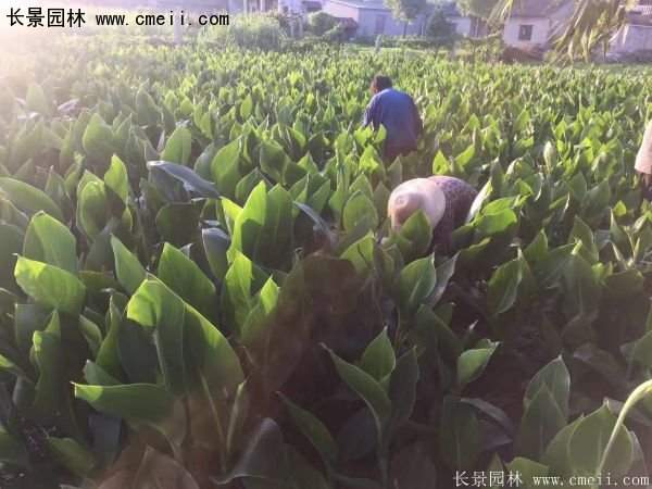 低價格，高質量的美人蕉