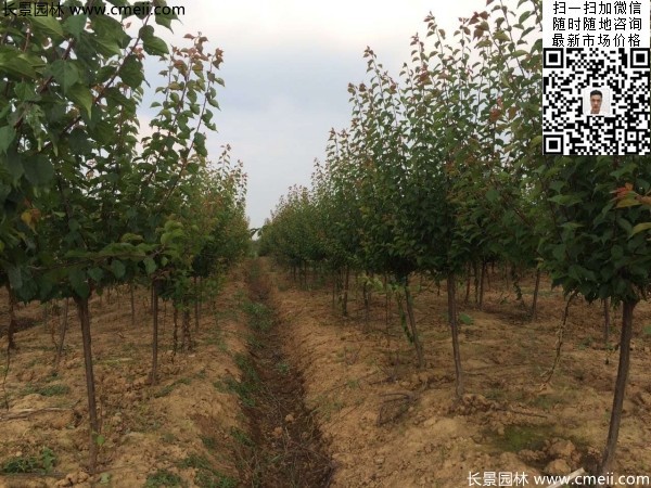 地徑5-7公分紅梅，數(shù)量7000棵左右