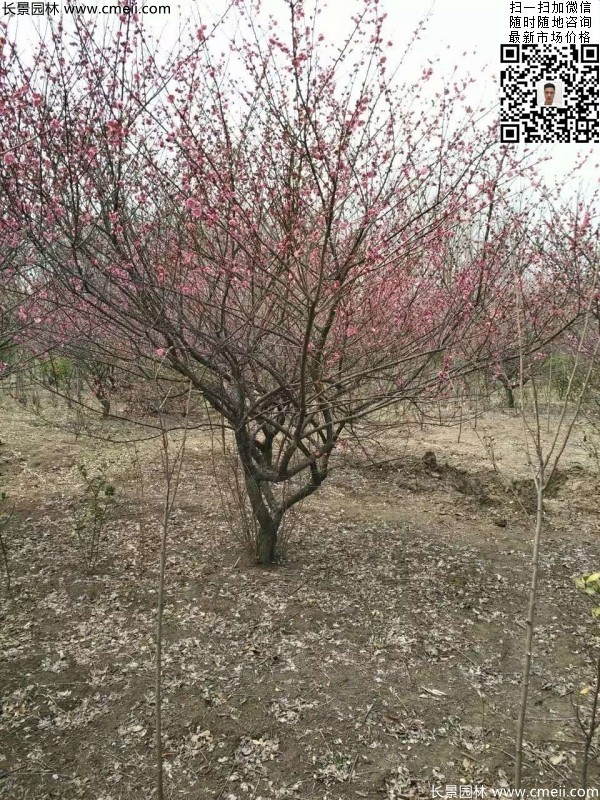 地徑5-7公分紅梅，數(shù)量7000棵左右