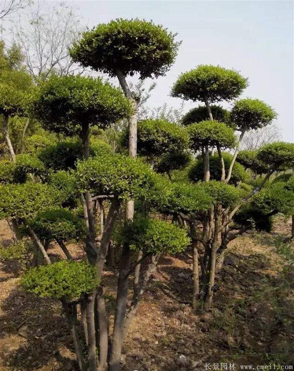 小葉女貞造型樹(shù)圖片基地實(shí)拍 小葉女貞造型樹(shù)圖片基地實(shí)拍