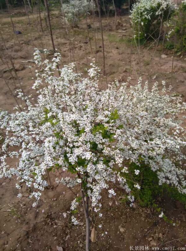 珍珠梅圖片基地實拍 珍珠梅圖片基地實拍