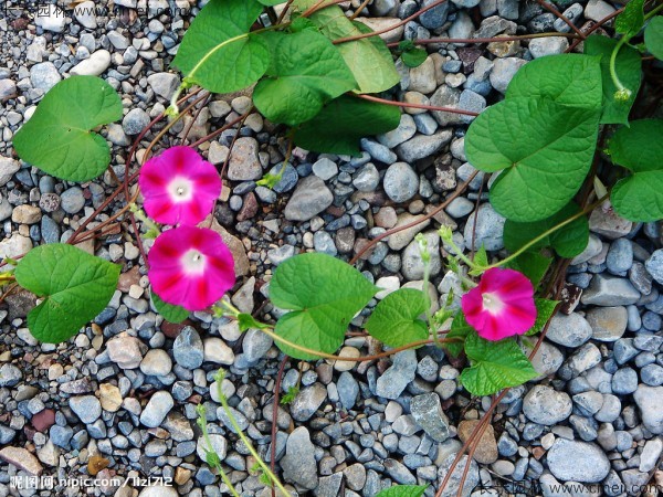 牽?；ǚN子發(fā)芽出苗開花圖片