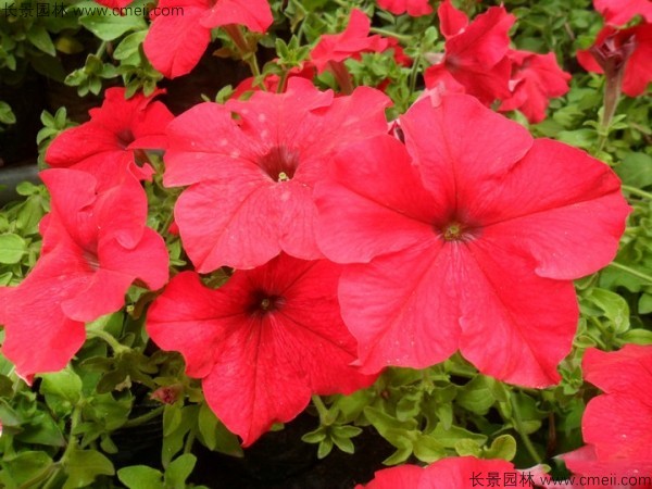 牽?；ǚN子發(fā)芽出苗開花圖片
