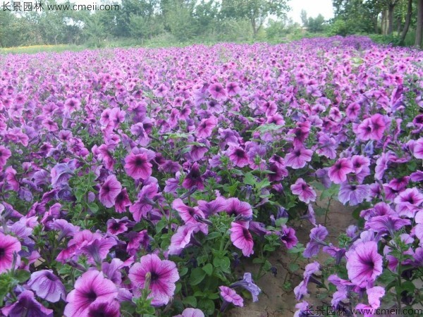 牽?；ǚN子發(fā)芽出苗開花圖片