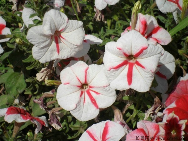 牽?；ǚN子發(fā)芽出苗開花圖片