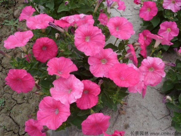 牽?；ǚN子發(fā)芽出苗開花圖片