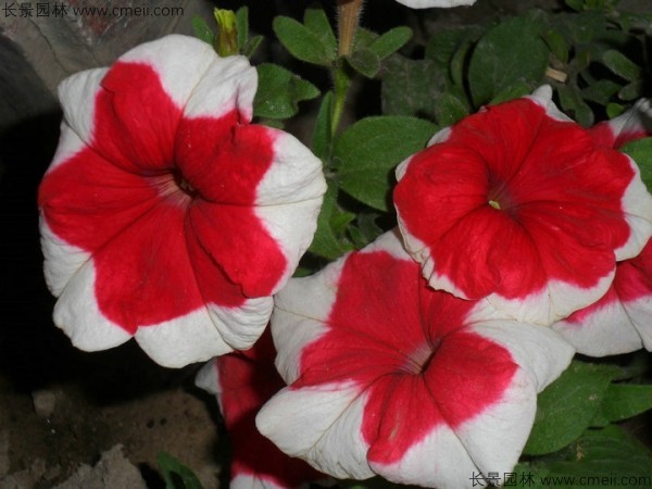 牽?；ǚN子發(fā)芽出苗開花圖片