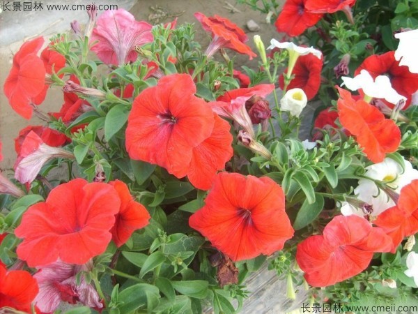 牽?；ǚN子發(fā)芽出苗開花圖片