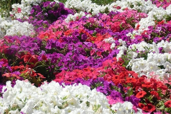牽?；ǚN子發(fā)芽出苗開花圖片
