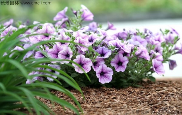 牽?；ǚN子發(fā)芽出苗開花圖片