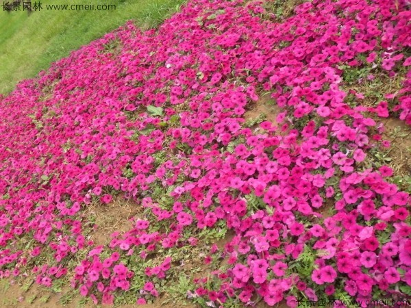 牽?；ǚN子發(fā)芽出苗開花圖片