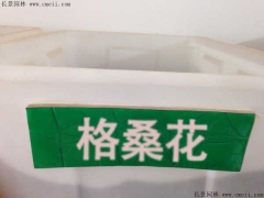 格?；ǚN子