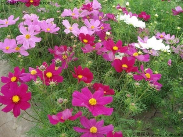 格?；ǚN子發(fā)芽出苗開花圖片