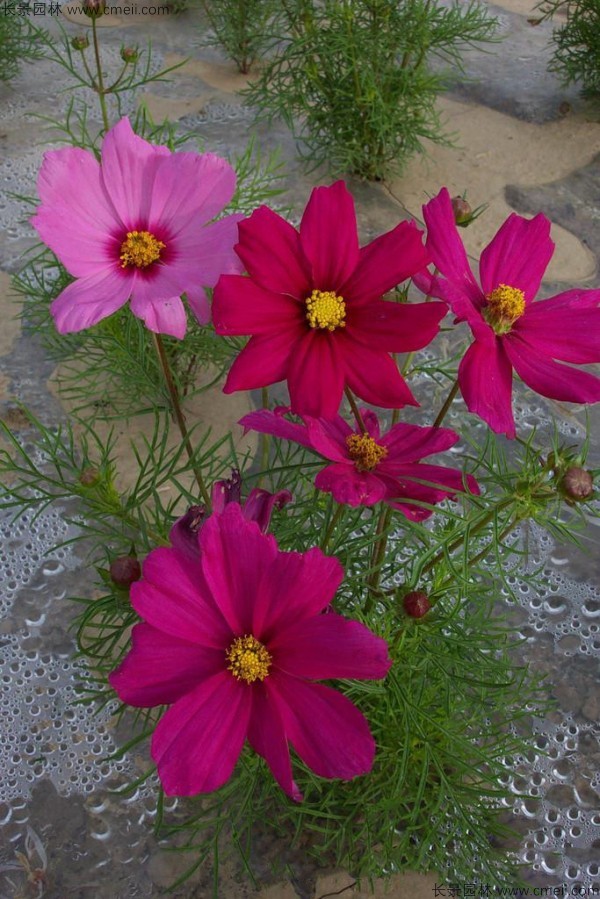 格?；ǚN子發(fā)芽出苗開花圖片