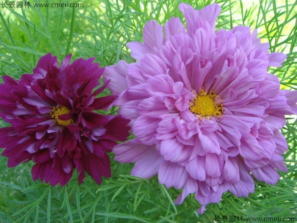 格?；ǚN子發(fā)芽出苗開花圖片