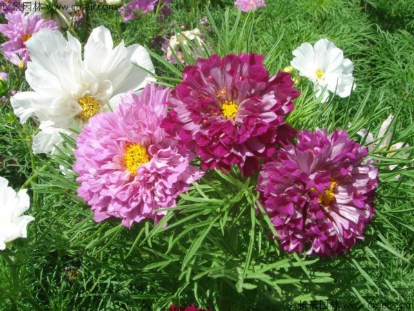 格?；ǚN子發(fā)芽出苗開花圖片