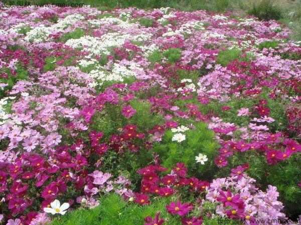 格?；ǚN子發(fā)芽出苗開花圖片