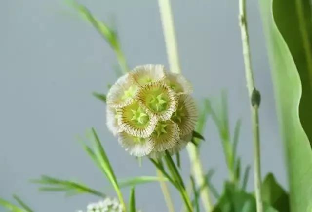 輪峰菊的形態(tài)特征、生長習(xí)性及種植方法