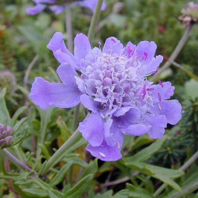 輪峰菊的形態(tài)特征、生長習(xí)性及種植方法
