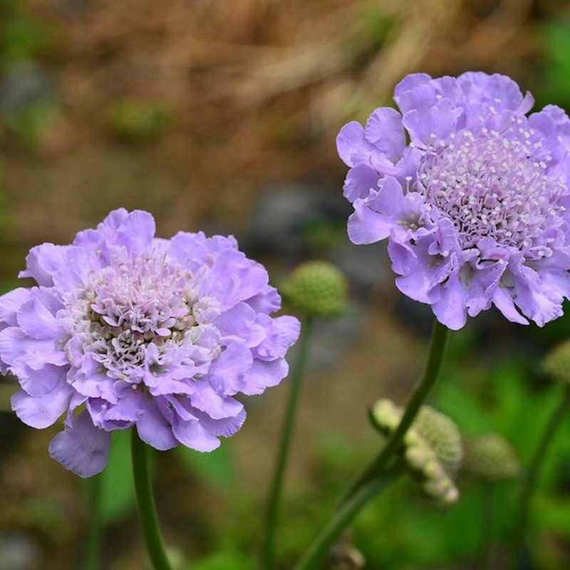 輪峰菊的形態(tài)特征、生長習(xí)性及種植方法