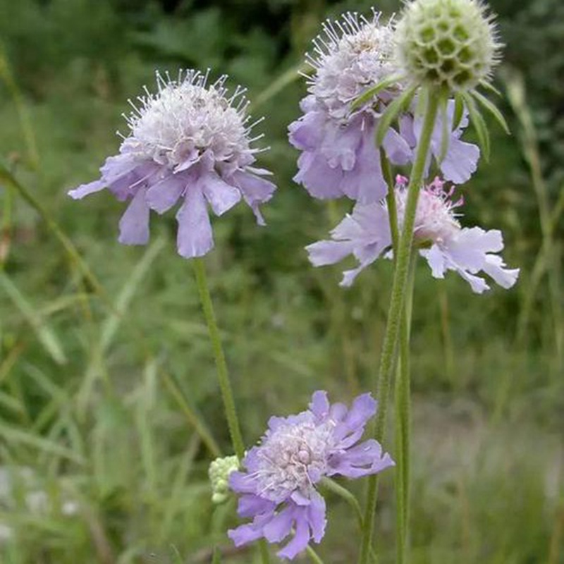 輪峰菊的形態(tài)特征、生長習(xí)性及種植方法